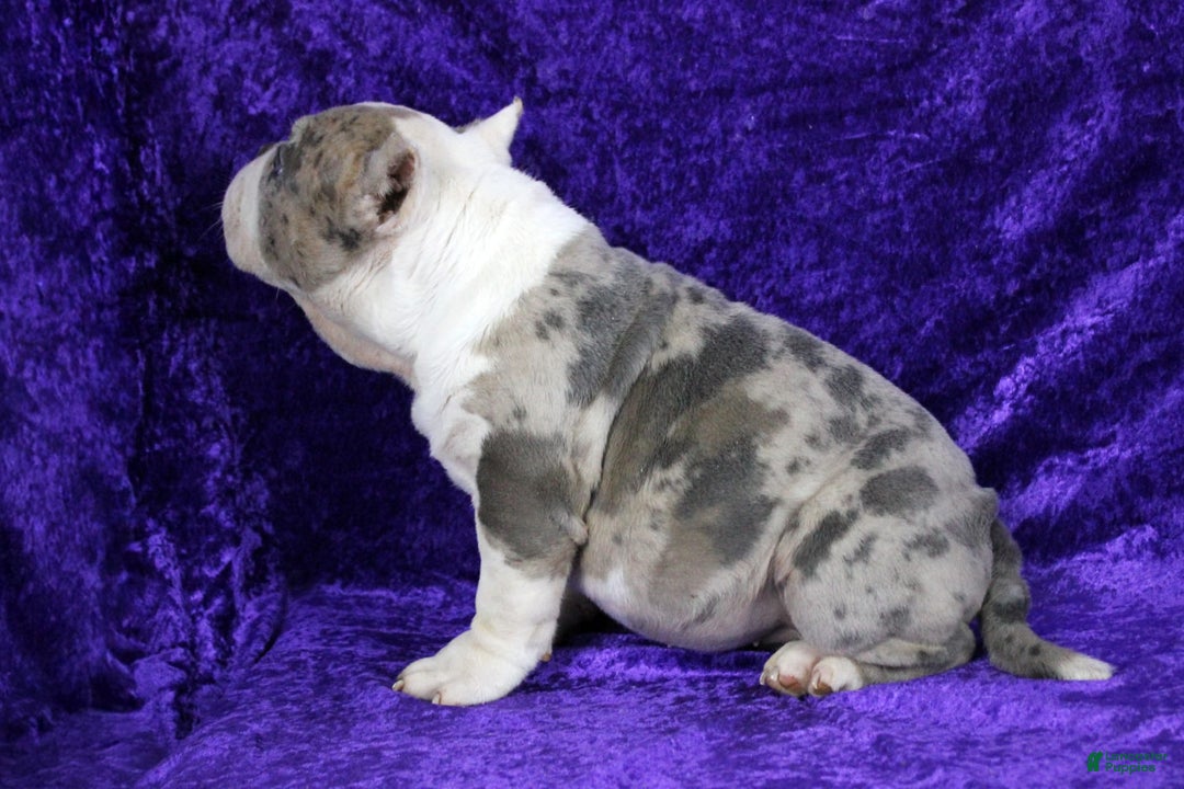 American Bully dogs for sale: Blue Merle Female - Image 5