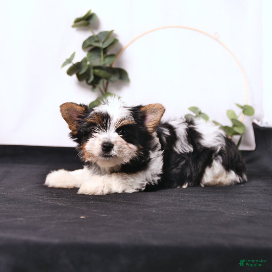 Biewer Terrier dogs for sale: Atlas - Image 3