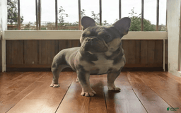 French Bulldog dogs for sale: Rolex - Image 8