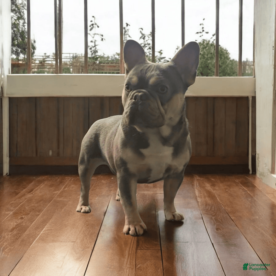 French Bulldog dogs for sale: Rolex - Image 8