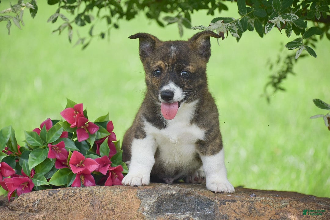 Welsh Corgi Pembroke dogs for sale: River - Image 3