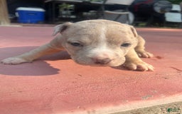 American Bully dogs for sale: Bella - Image 3