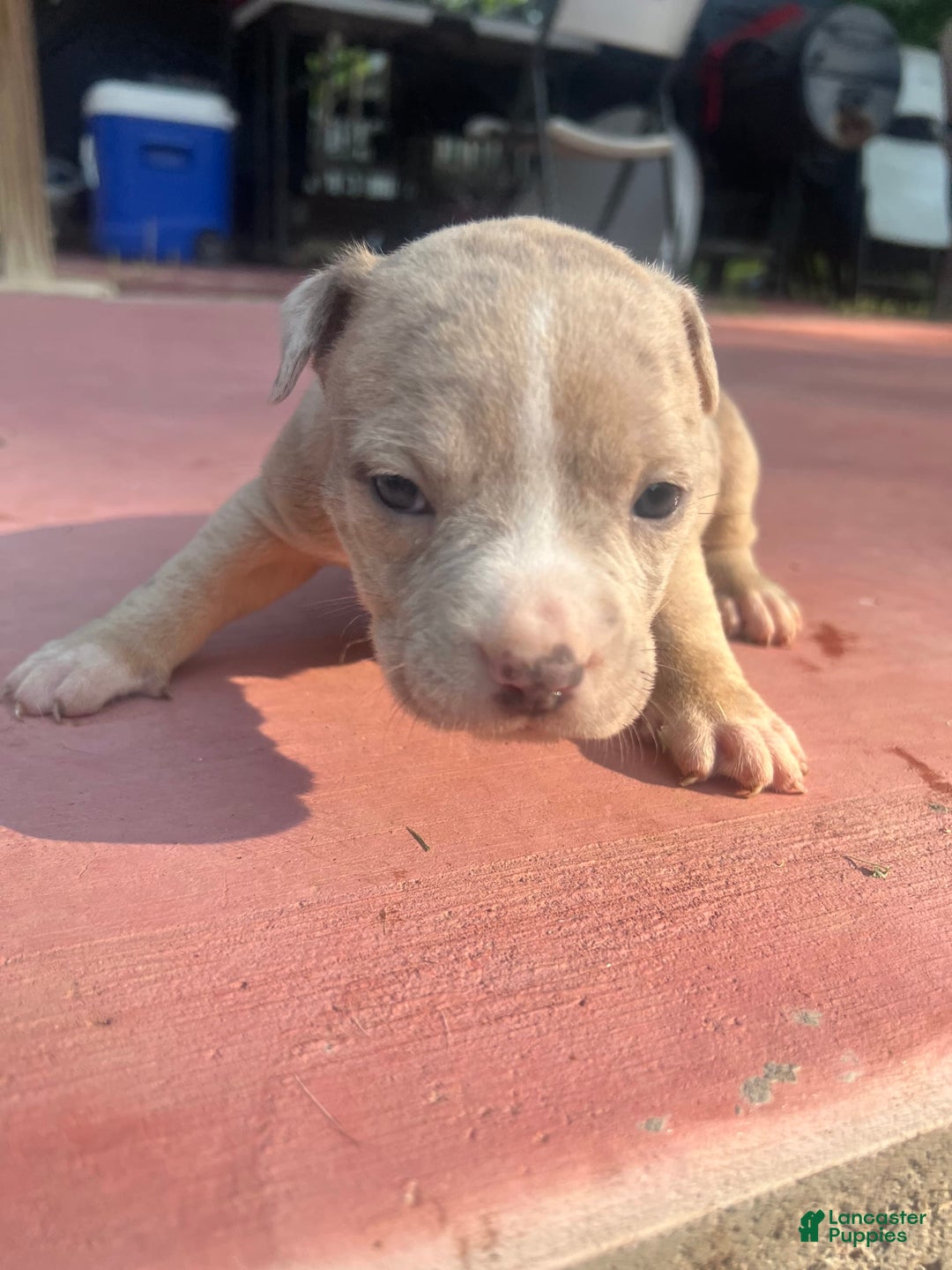 American Bully dogs for sale: Bella - Image 3