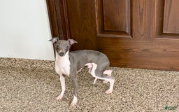 Italian Greyhound dogs for sale: Clayton - Image 7