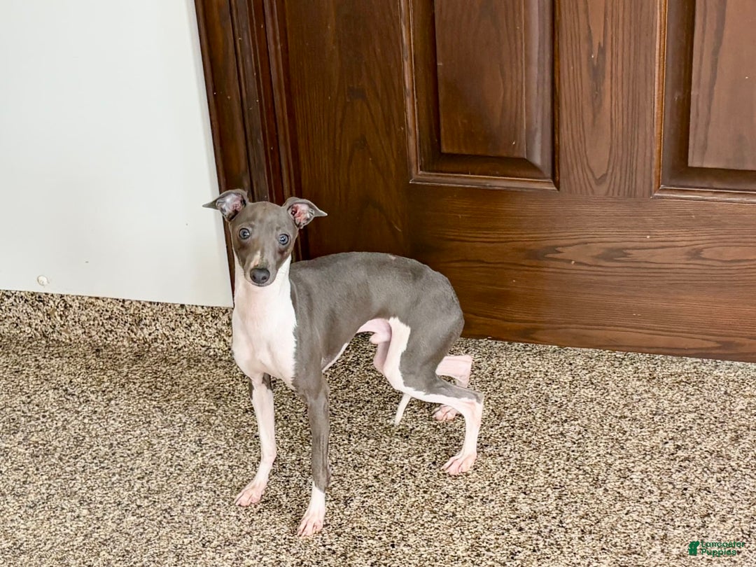 Italian Greyhound dogs for sale: Clayton - Image 7