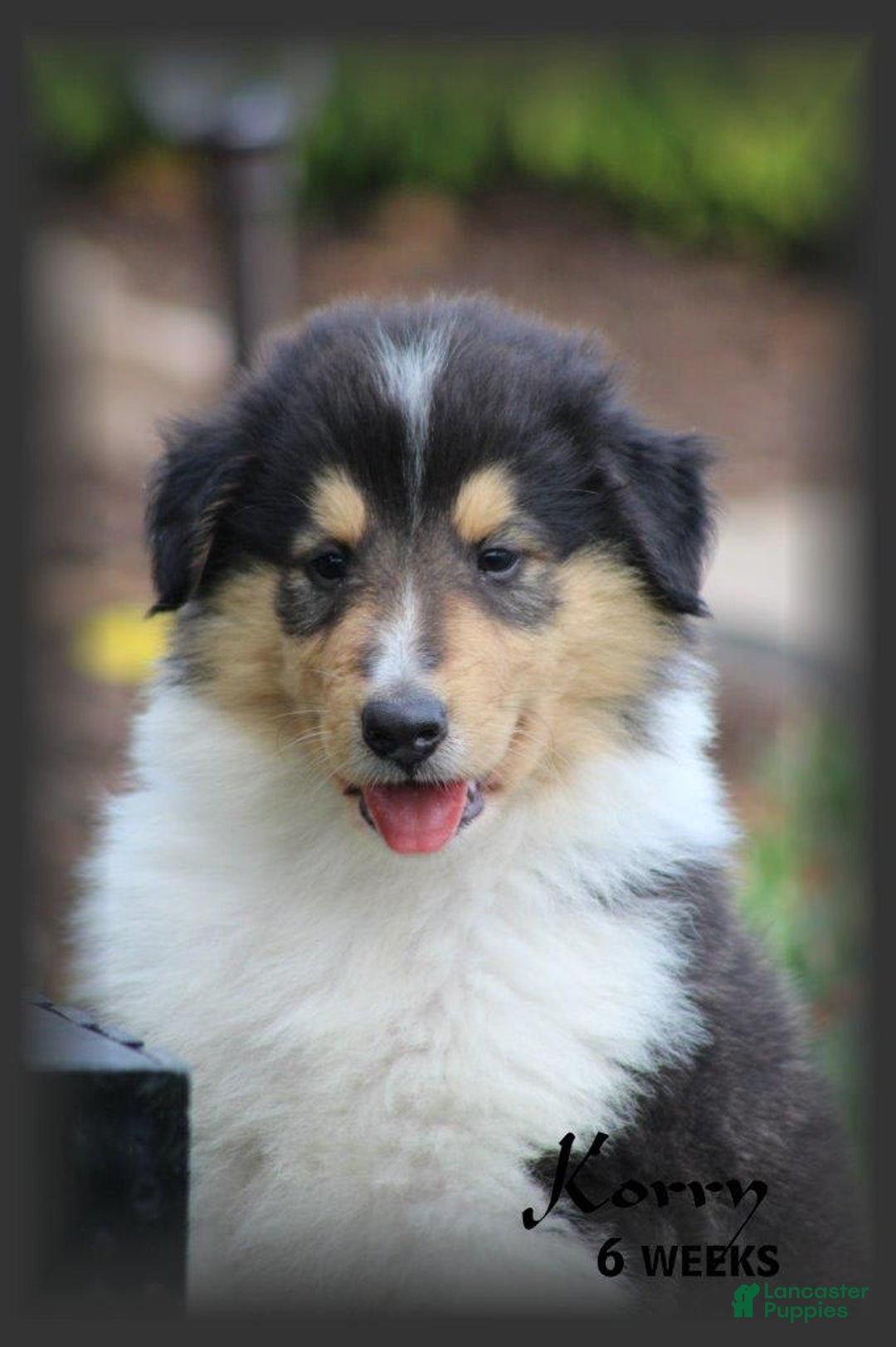 categoriesInfo:categoryAttributeOptions.pets.dogs.breed.roughCollie dogs for sale: Korry - Image 8