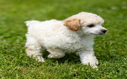 Toy Poodle dogs for sale: Okie - Image 3