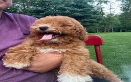 Cavapoo dogs for sale: Cooper - Image 8