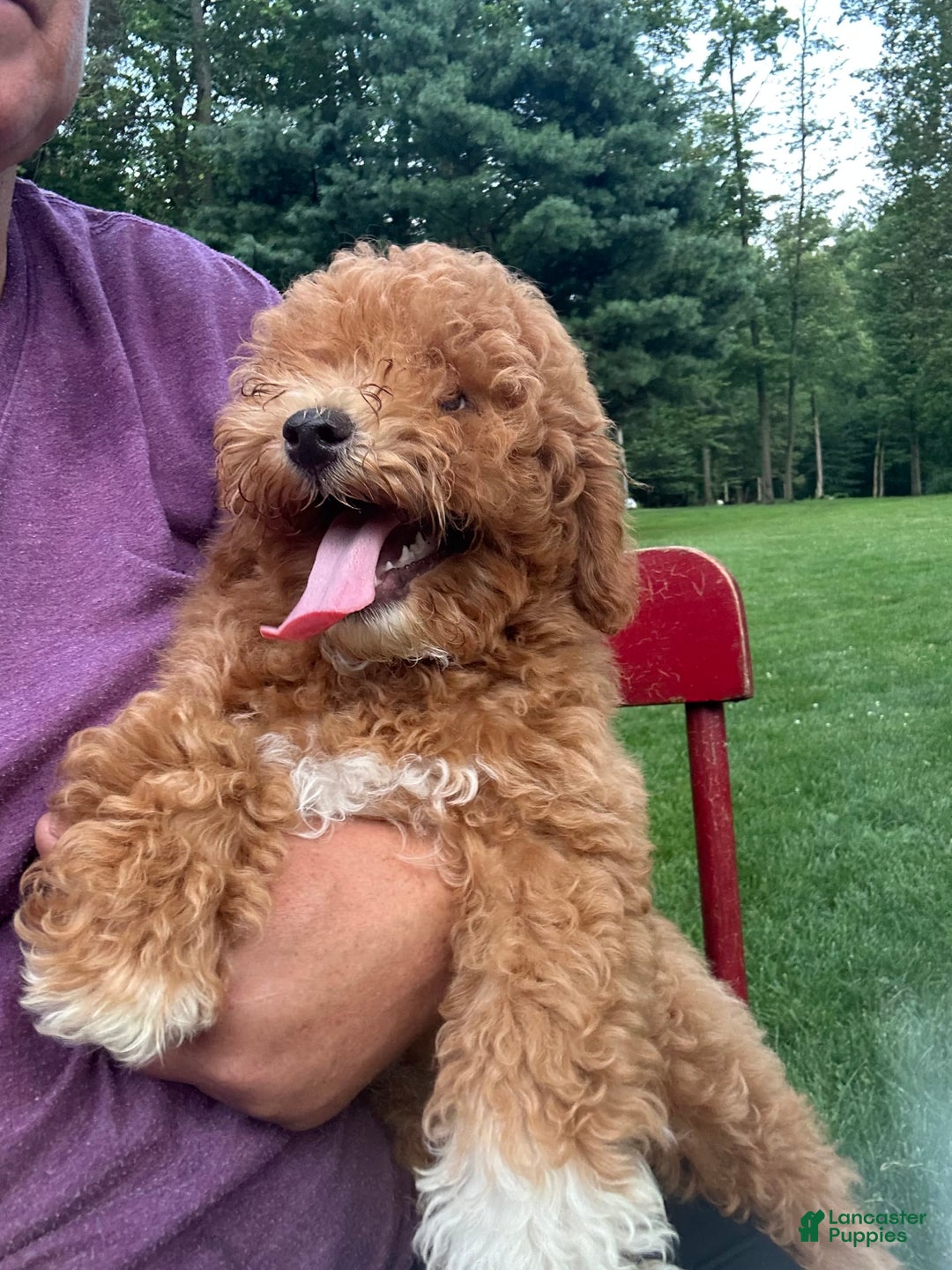 Cavapoo dogs for sale: Cooper - Image 8