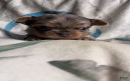 Chihuahua dogs for sale: Lucky - Image 1