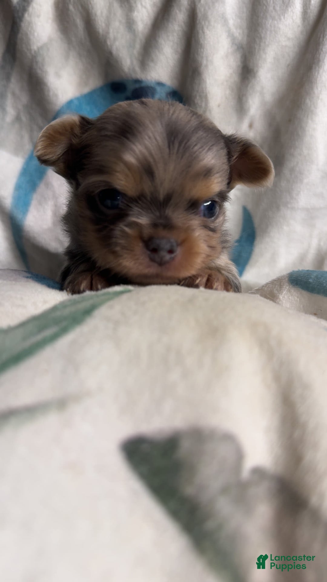 Chihuahua dogs for sale: Lucky - Image 1