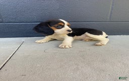 Beaglier dogs for sale: Beaglier 9 puppies - Image 2