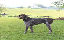 German Shorthaired Pointer dogs for sale: Rocket - Image 1