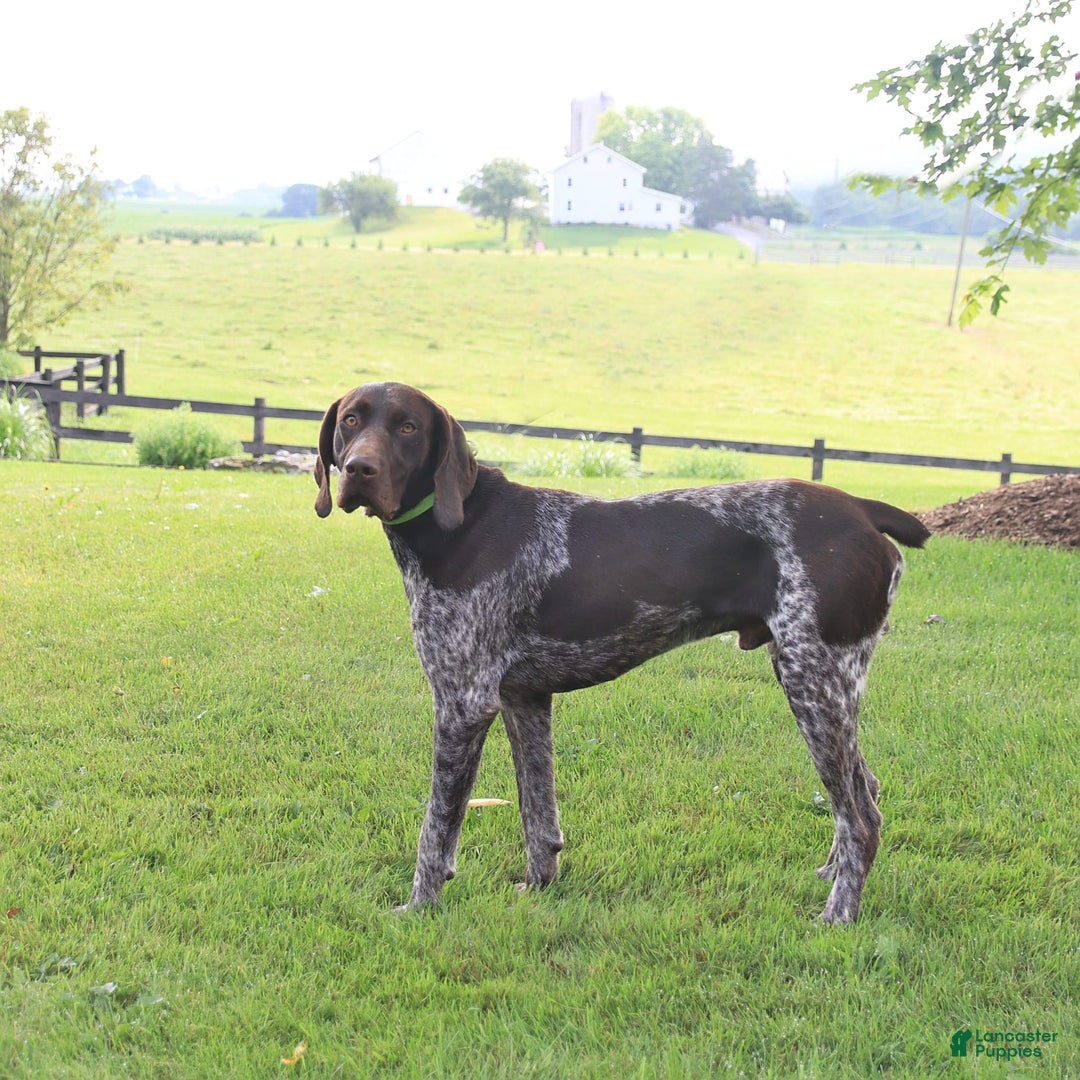 German Shorthaired Pointer dogs for sale: Rocket - Image 1