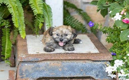 Havanese dogs for sale: Troy - Image 1