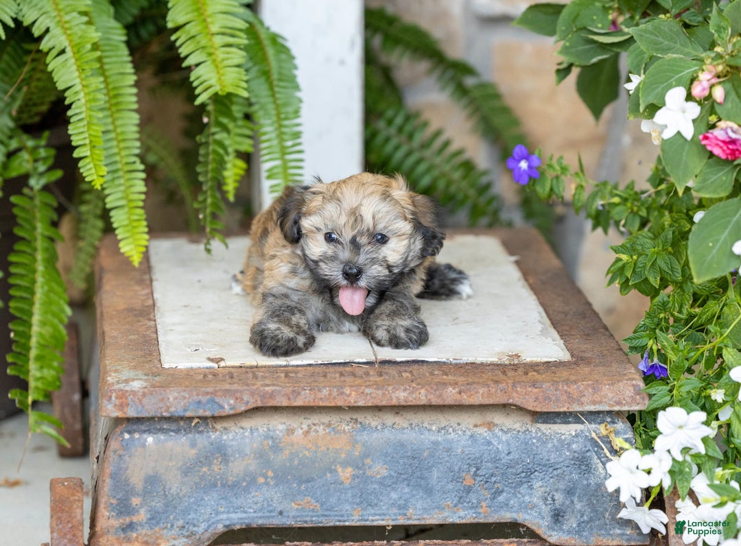 Havanese dogs for sale: Troy - Image 1