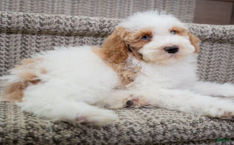 Toy Poodle dogs for sale - Ad 4
