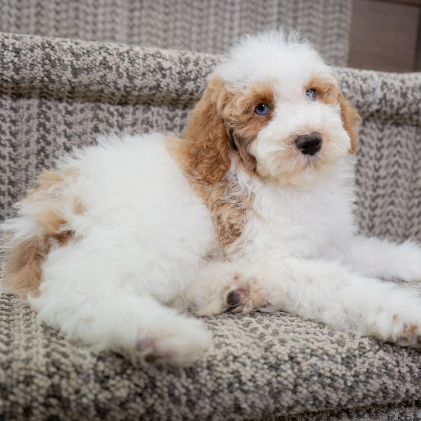 Toy Poodle dogs for sale - Ad 4