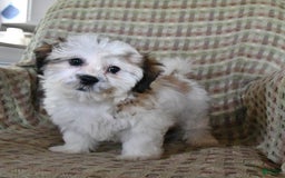 Teddy Bear dogs for sale: Bailey - Image 15
