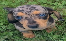 Miniature Dachshund dogs for sale: Denver - Image 1