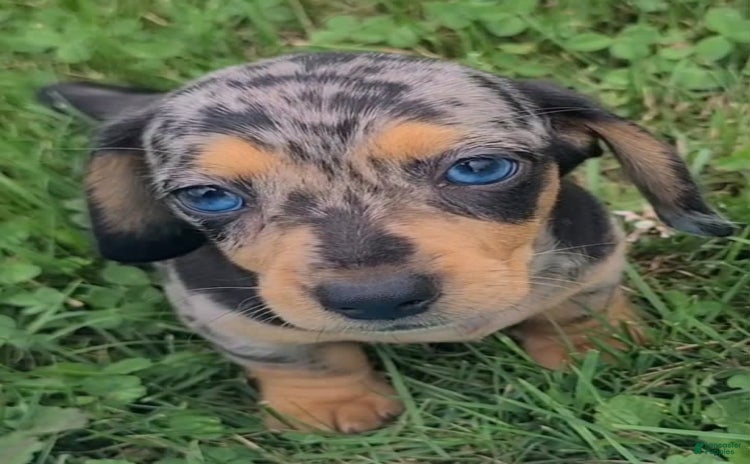 Miniature Dachshund dogs for sale - Ad 1