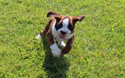 Boxer dogs for sale: Holly - Image 3