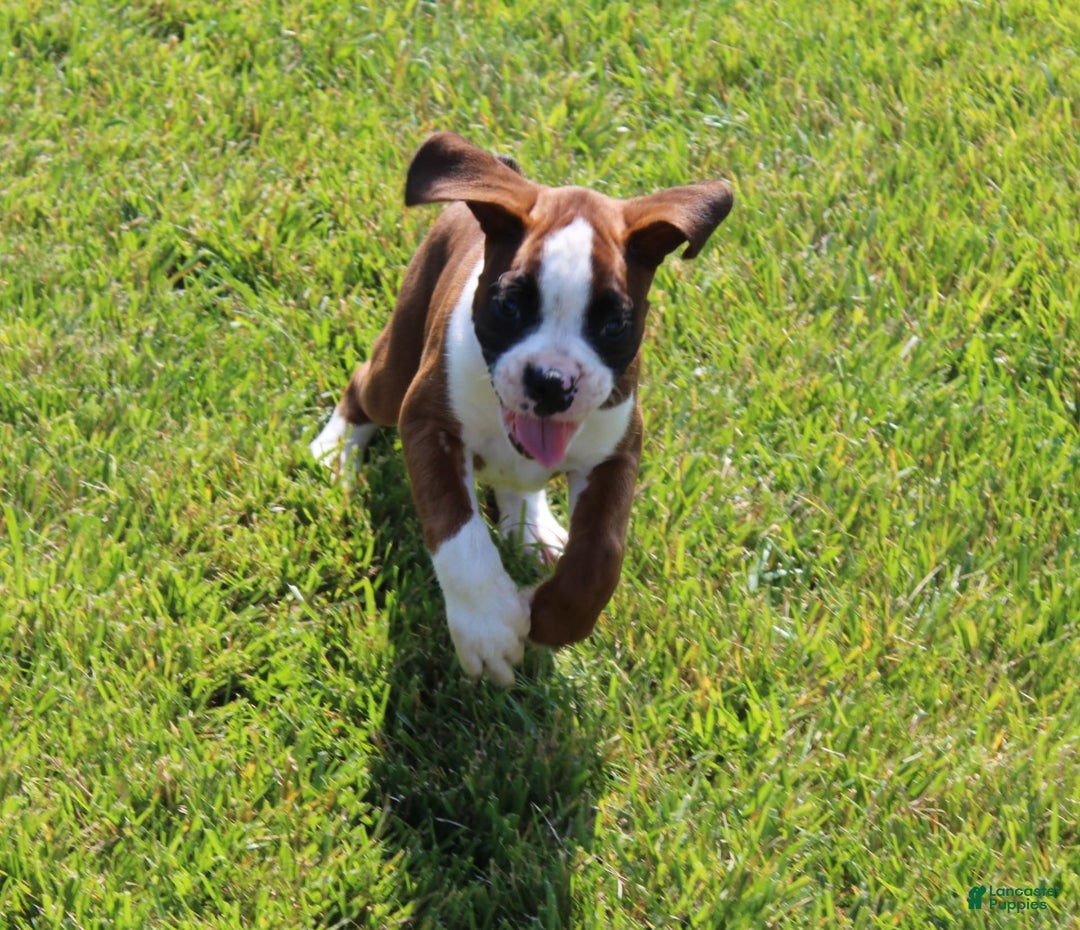 Boxer dogs for sale: Holly - Image 3