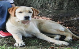 Labrador Retriever dogs for sale: Emerald - Image 2