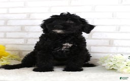 Mini Aussiedoodle dogs for sale: Blackie - Image 1