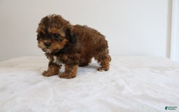 Shihpoo dogs for sale: Lady - Image 8