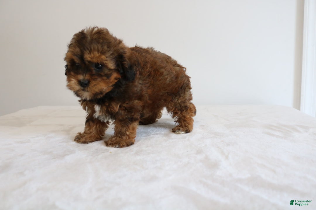 Shihpoo dogs for sale: Lady - Image 8
