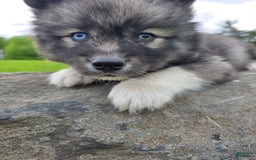 Siberian Husky dogs for sale: Mulch - Image 2