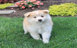 Pomsky dogs for sale: Hero - Image 3