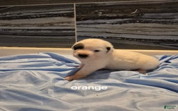 Great Pyrenees dogs for sale: Orange - Image 1