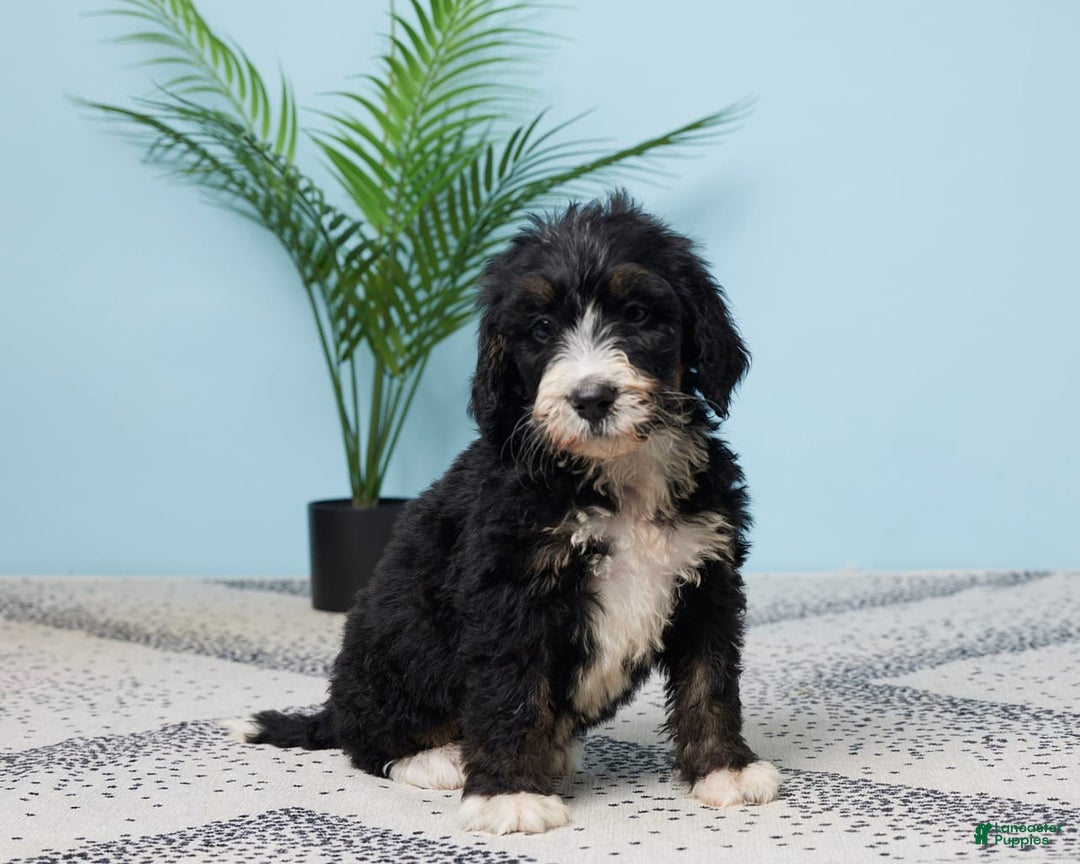 Bernedoodle dogs for sale: Clifford - Image 3