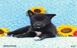 Pomsky dogs for sale: Milo - Image 4