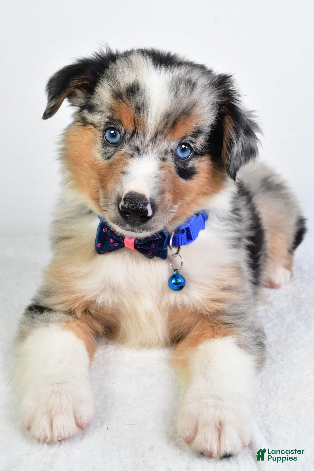 Miniature Australian Shepherd dogs for sale: Sawyer - Image 7