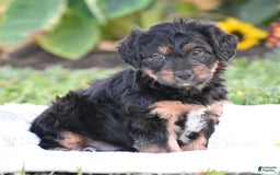 Yorkiepoo dogs for sale: Ireland - Image 1