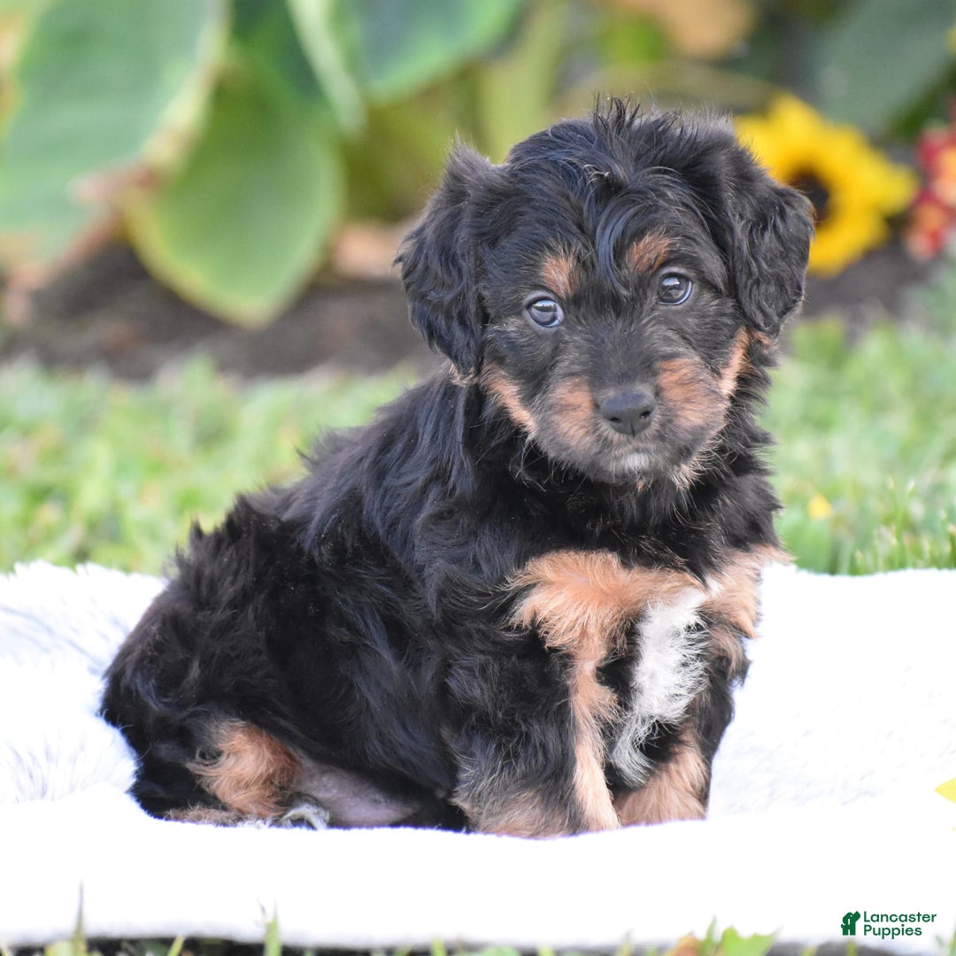 Yorkiepoo dogs for sale: Ireland - Image 1