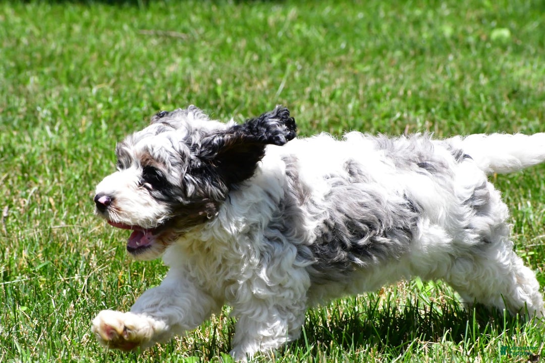 Cockapoo dogs for sale: Caden - Image 8