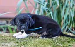 Walker Hound dogs for sale: Venjamin - Image 1