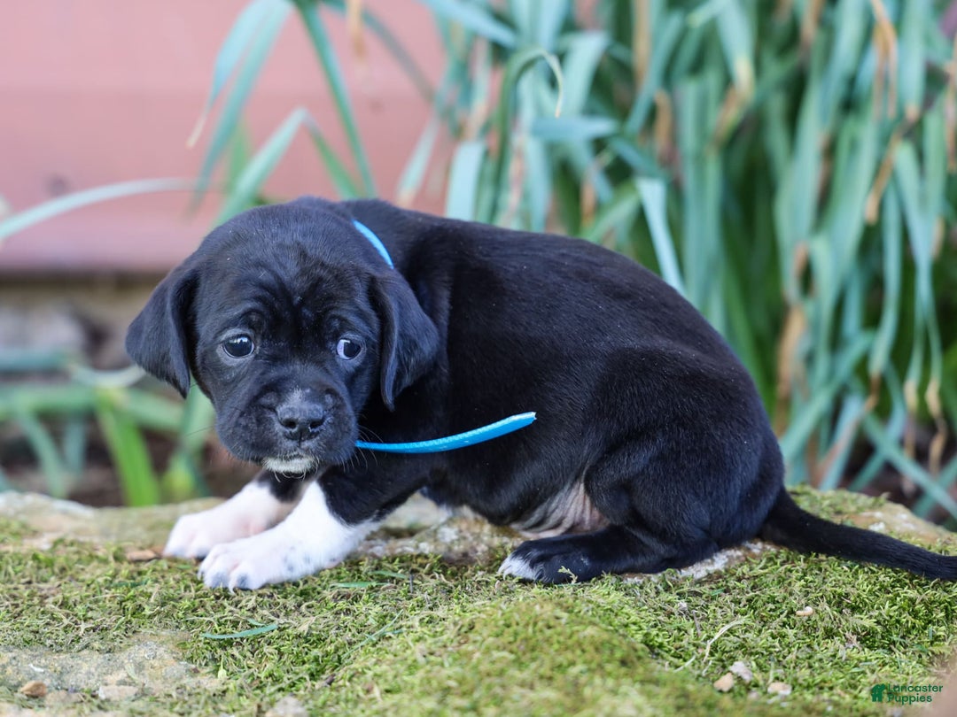 Walker Hound dogs for sale: Venjamin - Image 1