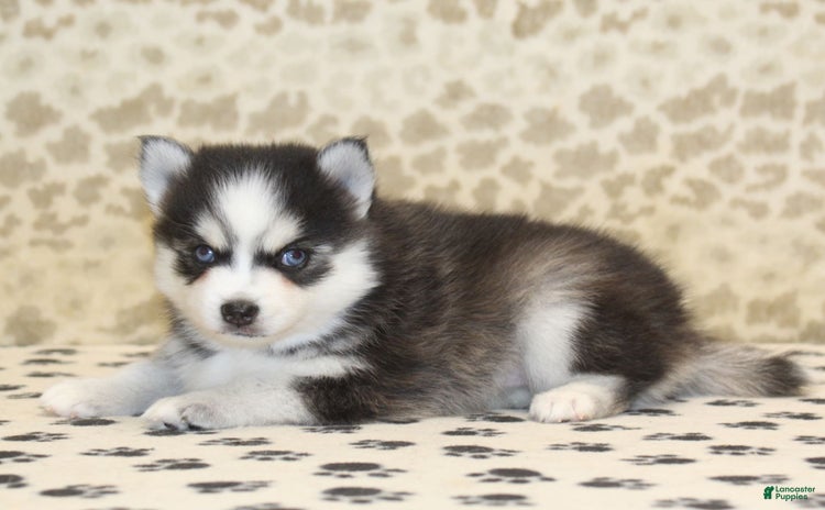 Pomsky dogs for sale - Ad 2