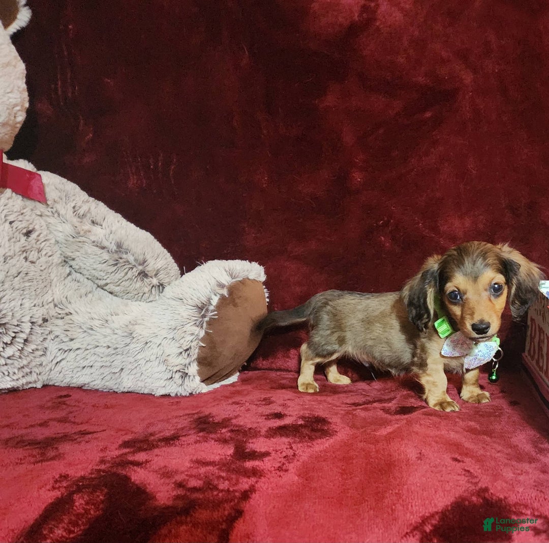 Miniature Dachshund dogs for sale: Wylie - Image 7