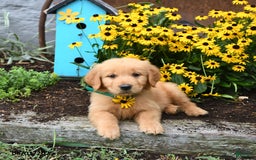 Golden Retriever dogs for sale: Finnegan - Image 3