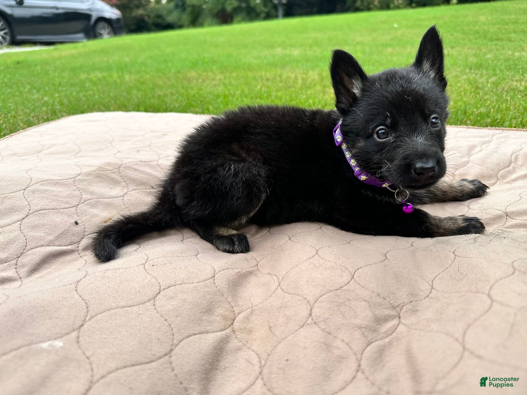 German Shepherd dogs for sale: Purple collar - Image 1