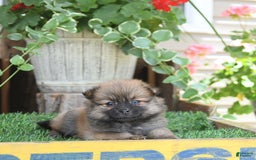 Pomeranian dogs for sale: Farra - Image 2