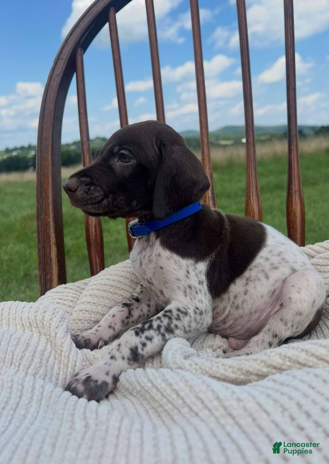 German Shorthaired Pointer dogs for sale: Festus - Image 6