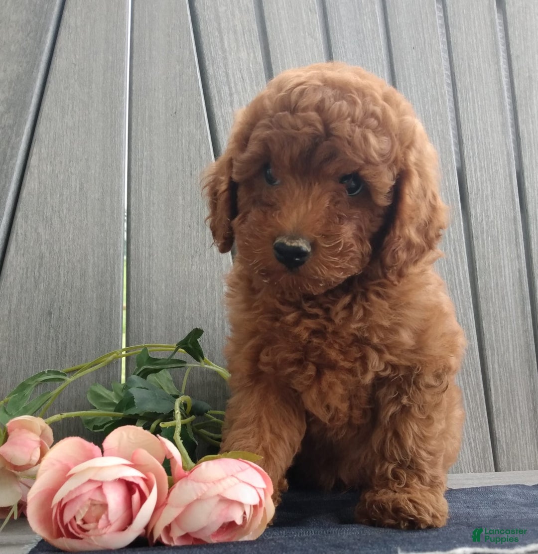 Miniature Poodle dogs for sale: Travis - Image 2