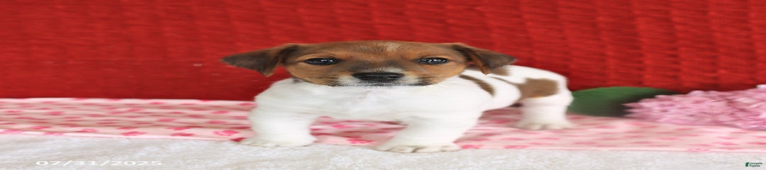 Reese